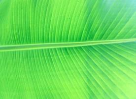 Banana leaf texture background. Wallpaper for design, closeup view photo