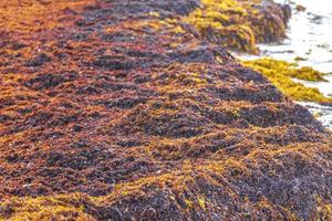 Very disgusting red seaweed sargazo beach Playa del Carmen Mexico. photo