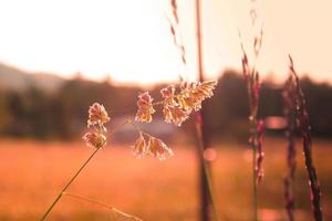 Reed grass flower exposed to evening sunlight in the background against a blurry meadow background, orange tone photo. photo