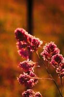 flor de hierba de caña expuesta a la luz del sol de la tarde en el fondo contra un fondo de prado borroso, foto de tono naranja.