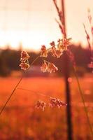 Flower weeds exposed to evening sunlight in the background against a blurry meadow background, orange tone photo. photo