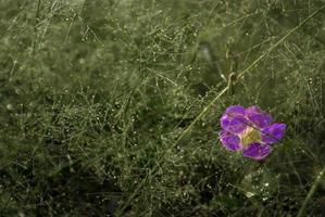 A Pink flower in the Cyrtococcum patens field photo