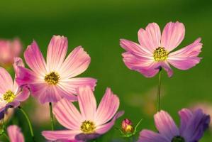 cosmos rosa a la luz del atardecer foto