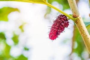 frutas frescas de morera roja en la rama de un árbol foto