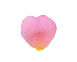 Pink rose petals isolated on white background with clipping path photo