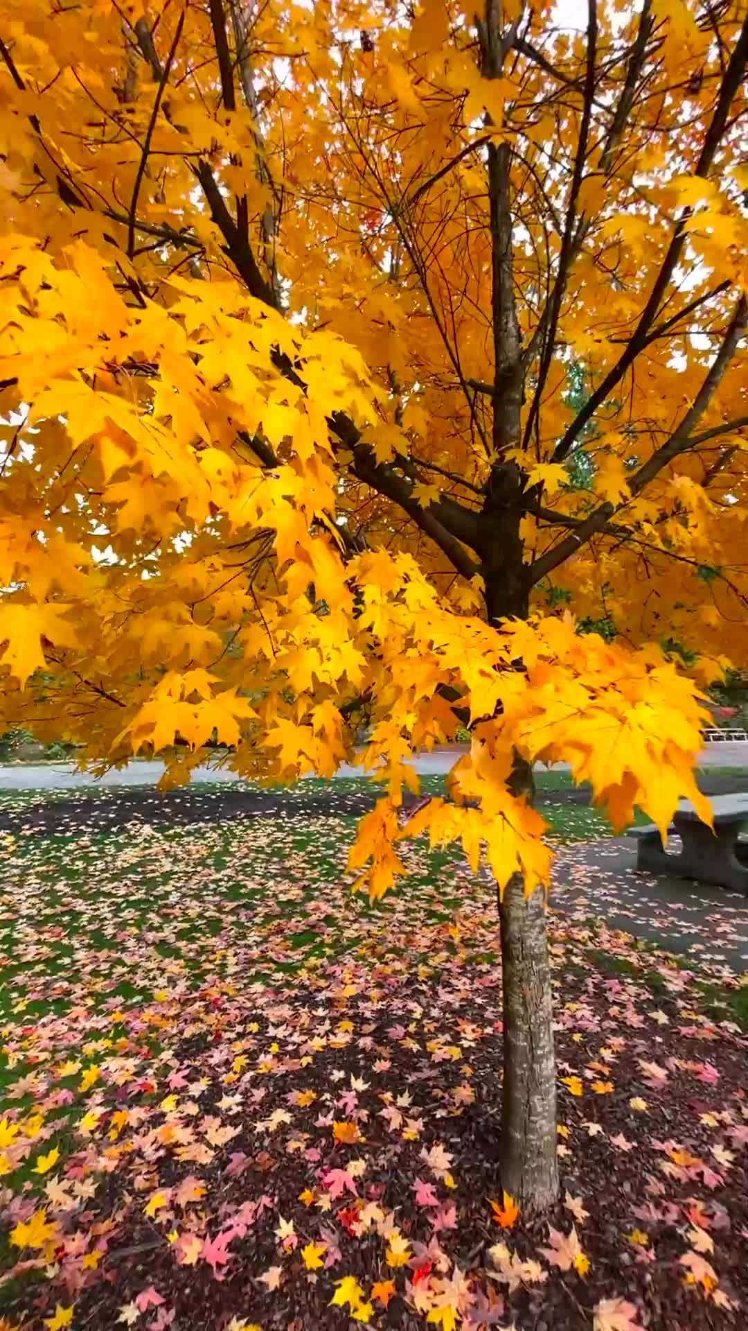 Pan out from orange screen reveals colorful fall tree 12514025 Stock