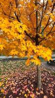 la panorámica desde la pantalla naranja revela un colorido árbol de otoño video