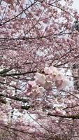 White and pink blossoms on a cherry tree video