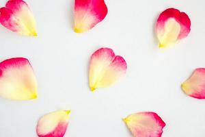 red rose petals on white background photo