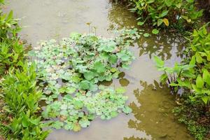 water lily or lotus flower in the garden pond photo