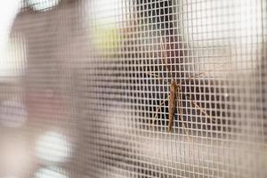 pantalla de alambre de mosquitera en la protección de la ventana de la casa contra insectos foto