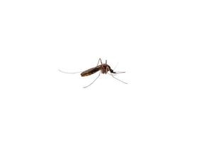 mosquito isolated on white background photo