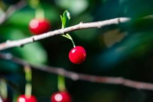 Sour cherry and cherries. Fruit and vegetables. Plant and plants. photo