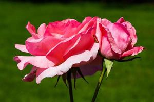 Pink rose flower in the garden with green background. Plant, herb and vegetable. Nature photography. photo