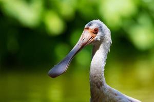 Spoonbill. Bird and birds. Water world and fauna. Wildlife and zoology. photo