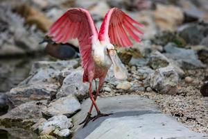 Spoonbill. Bird and birds. Water world and fauna. Wildlife and zoology. photo
