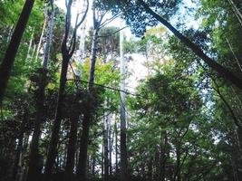 Bamboo forest background of japan on morning time photo