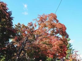 árbol verde con hojas en el tiempo de la tarde en Japón foto