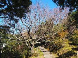 árbol verde con hojas en el tiempo de la tarde en Japón foto