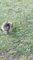 Canadian geese and goslings walk and peck at grass video