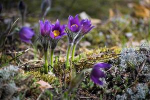 First Spring snowdrop, chamber, sleep grass photo