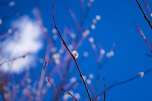 willow against blue skies in spring photo
