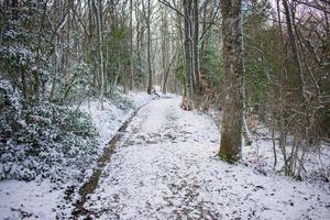 white snowy road in the mountain forest photo