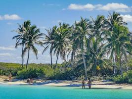 Contoy island Quintana Roo Mexico 2022 Beautiful tropical natural beach and forest panorama Contoy island Mexico. photo