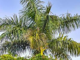 palmeras naturales tropicales cocos cielo azul en méxico. foto