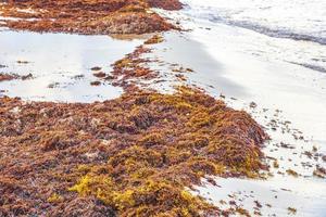 Very disgusting red seaweed sargazo beach Playa del Carmen Mexico. photo