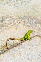 Caribbean green lizard on the ground Playa del Carmen Mexico. photo