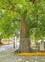 Huge beautiful Kapok tree Ceiba tree with spikes in Mexico. photo