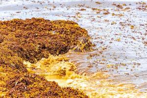 Very disgusting red seaweed sargazo beach Playa del Carmen Mexico. photo