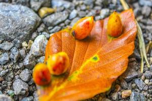 Orang yellow autumn leaves on the asphalt ground Germany. photo