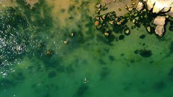 Aerial view of a girl swimming in sea with Algae green water by the rocky beach. Coast of sea in summer. Top view. Landscape with clear azure water, stones and rocks. Nature background photo