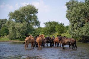 a herd of horses in the river photo