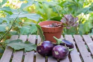 Three harvested eggplants on a table in the garden. photo