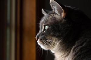 vista de perfil de un gato mirando por la ventana