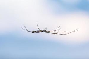 araña boca abajo en una web foto