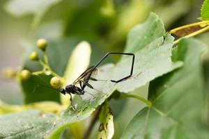 American Pelecinid Wasp on a Tree Branch photo