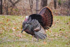 Male Wild Turkey in North America photo