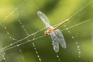 Dragonfly Caught in a Spiderweb photo