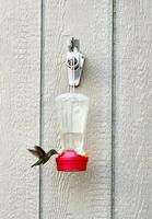 Hummingbird and Feeder photo