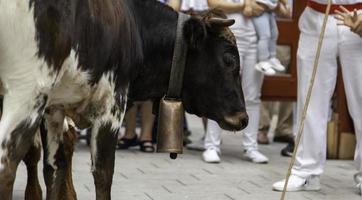 Bulls in a bull run photo