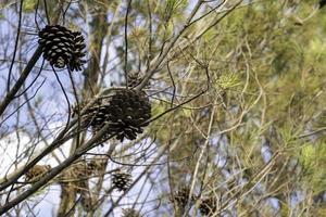 Dried pine cone in the forest photo