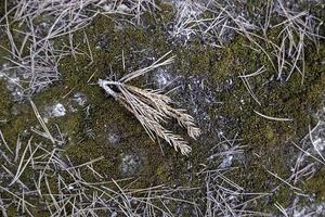 Dried pine cone in the forest photo