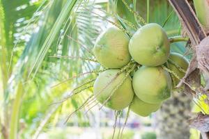 Bunch coconut on tree photo