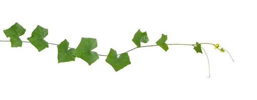 vine plants isolate on white background, clipping path photo