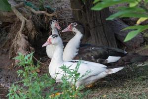 familia de patos encuentra comida en la naturaleza del pantano foto