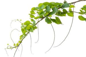 plantas de vid aisladas sobre fondo blanco. trazado de recorte foto